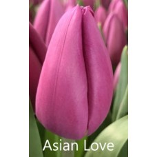 Тюльпан Asian Love
