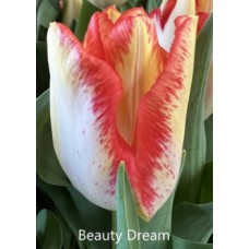 Тюльпан Beauty Dream