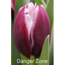 Тюльпан Danger Zone