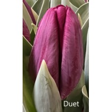 Тюльпан Duet