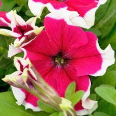 Петуния крупноцветковая Hulahoop Rose (розовый с белой окантовкой)
