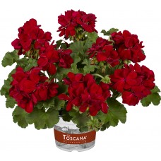 Подвесное кашпо с пеларгонией XTREME MILA DARK RED