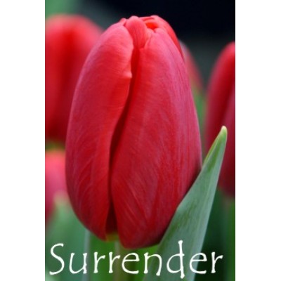 Тюльпан Surrender