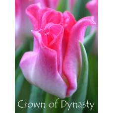 Тюльпан Crown Of Dynasty