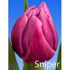 Тюльпан Sniper