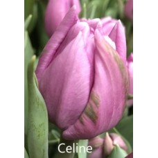 Тюльпан Celine