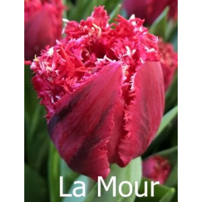 Тюльпан La Mour